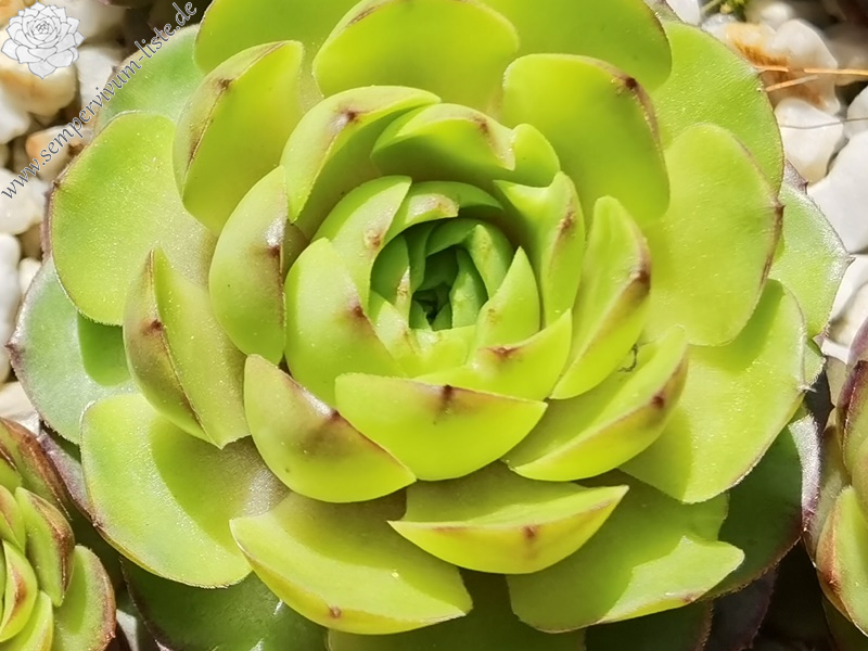 Lime Rockoon (NNG25)