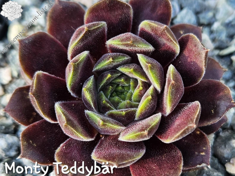 Monty Teddybär (NNG)