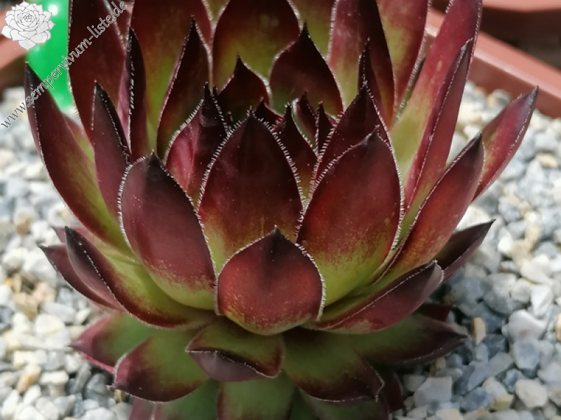 Ochsenfrosch (NNG25)