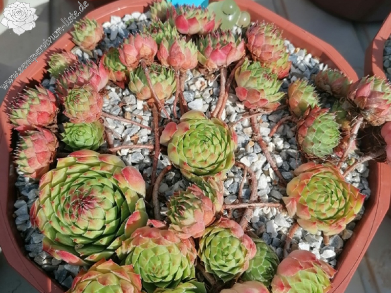 Ochsenfrosch (NNG25)