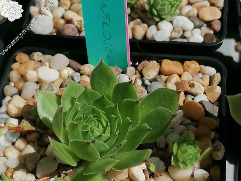 Ochsenfrosch (NNG25)