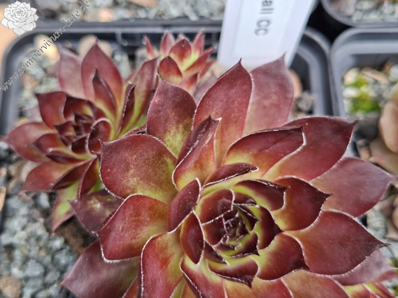 Chick Charmlettes® Olli Oddball™ (NG)