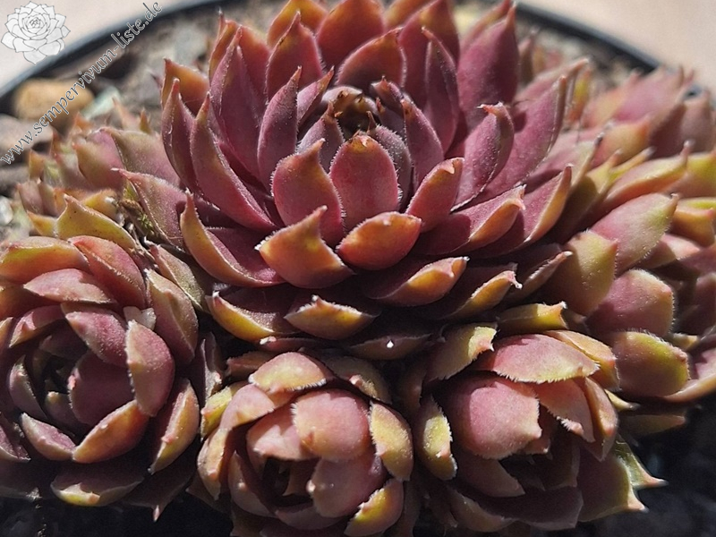 Pacific Lilac (Netzfund) Gossett