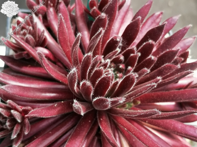 Rotbauchunke (NNG25)