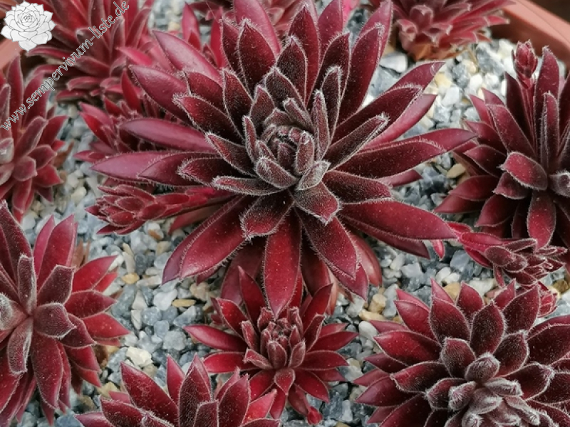 Rotbauchunke (NNG25)