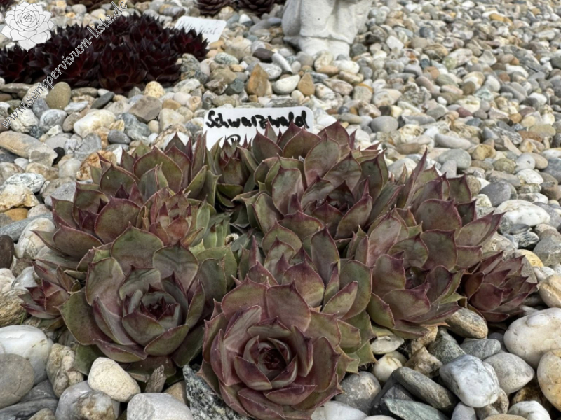 Schwarzwald Poesie (NNG)