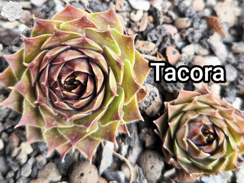 Tacora