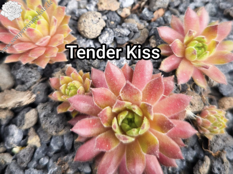 Tender Kiss