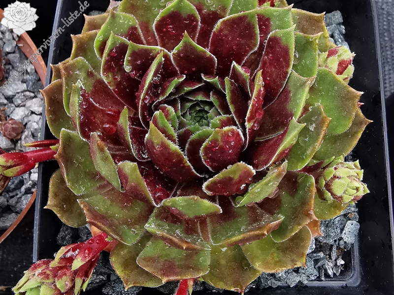Viti