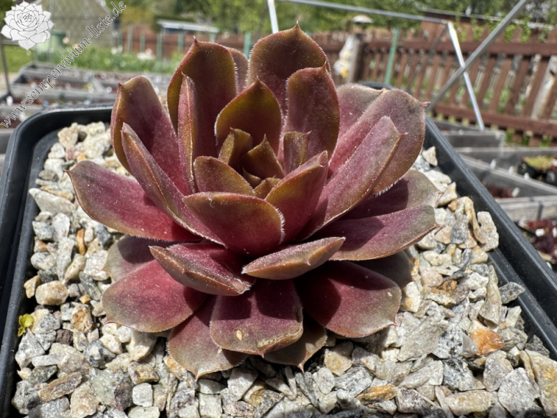  Wiener Honig (NNG)