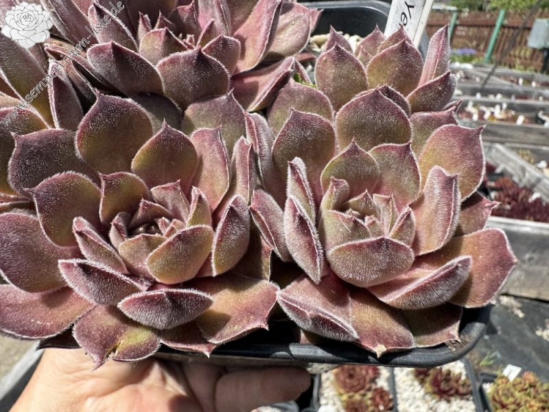  Yellow Citrin