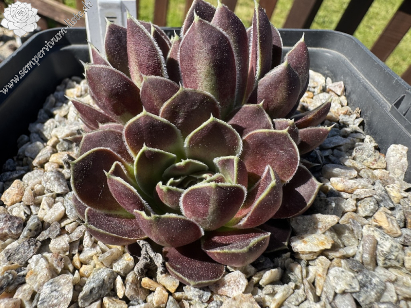 Indra / Jovi