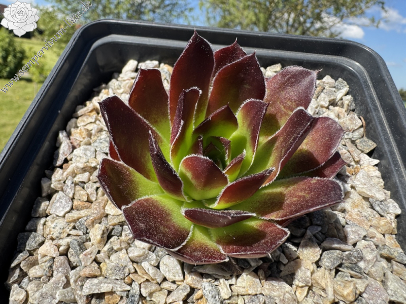 Korspelse Laodamee / Jovi