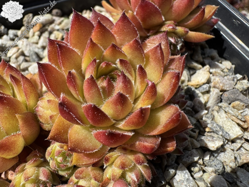 Coco de Mer (NNG24)