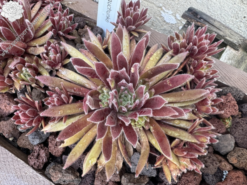 Rotbauchunke (NNG25)