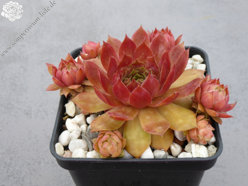 Jannik's Wundertüte