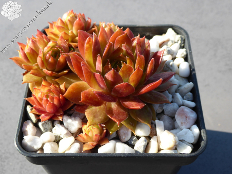 Jannik's Wundertüte