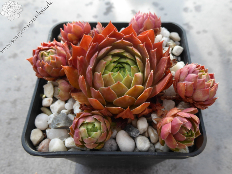 Jannik's Wundertüte