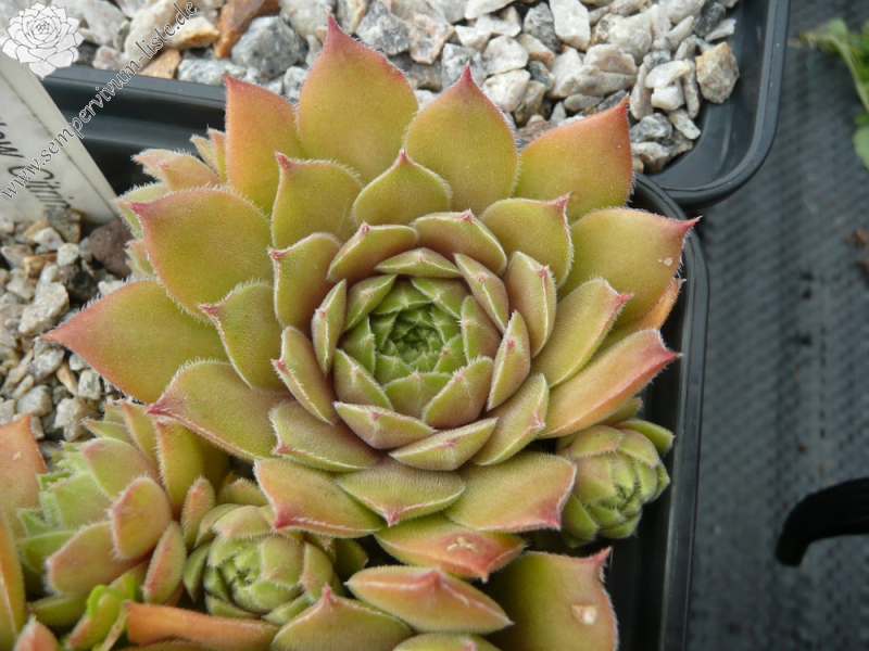 Yellow Citrin