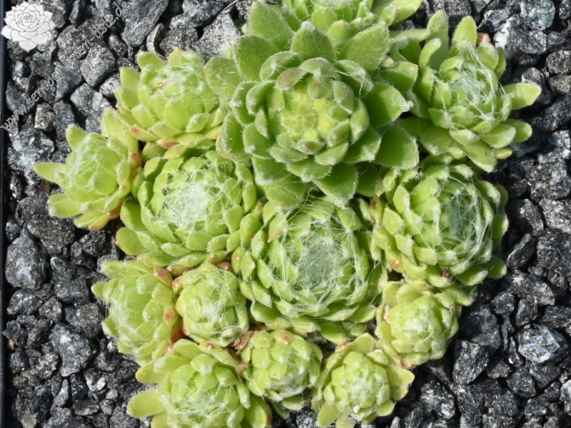 Rosenstolz