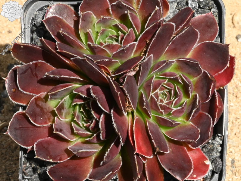 Korspelse Tilla / Jovi