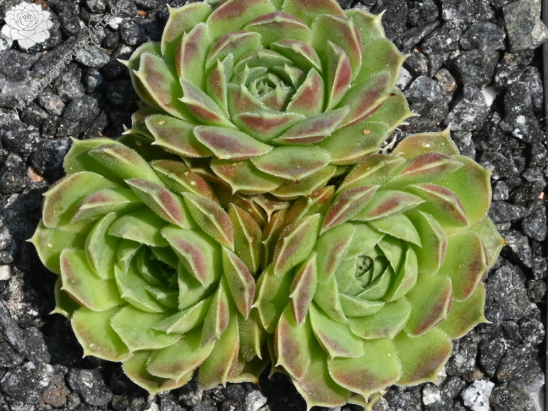 Korspelse Zelmide / Jovi