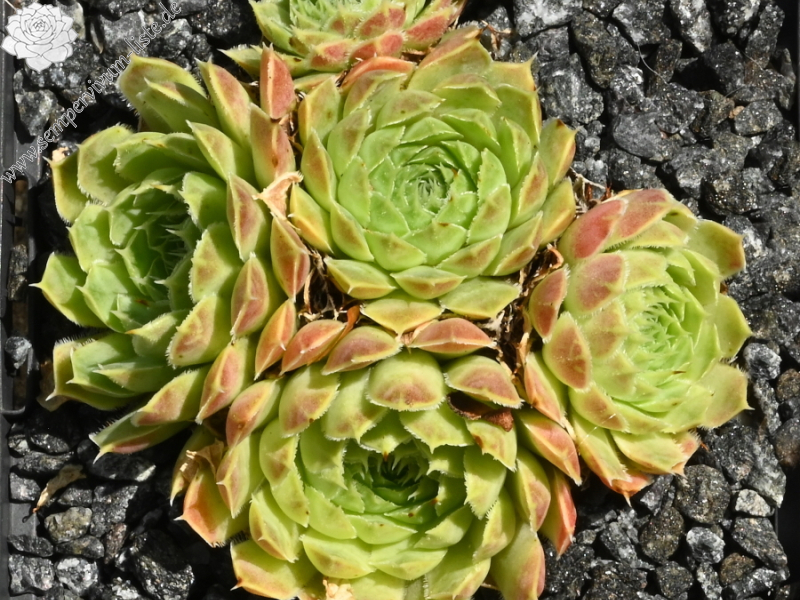 Silver Dancer / Jovi