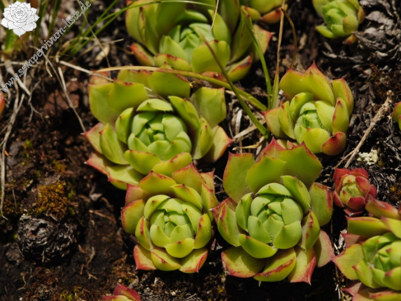 wulfenii from Campagnacia