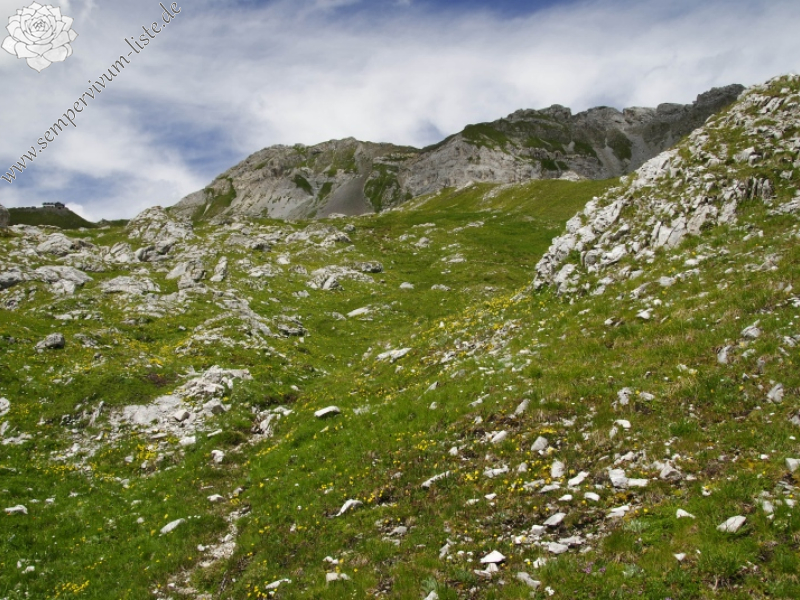 dolomiticum from Passo delle Selle