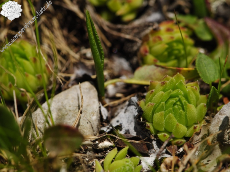 dolomiticum from Passo delle Selle