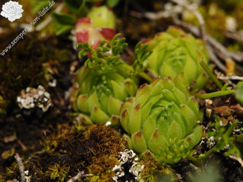 dolomiticum from Passo delle Selle