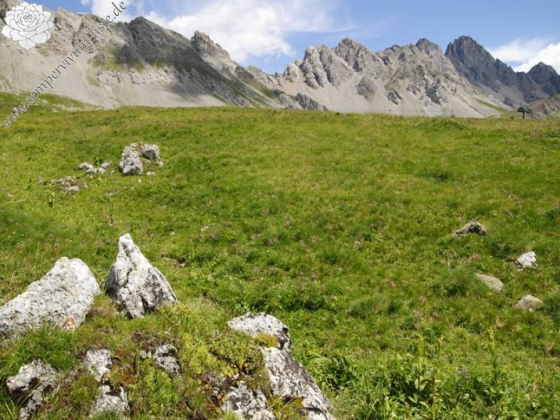 wulfenii from Campagnacia