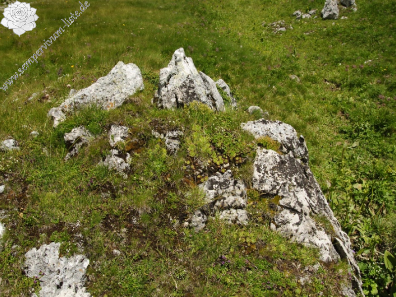 wulfenii from Campagnacia