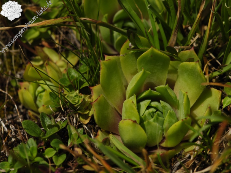 wulfenii from Campagnacia