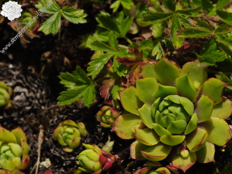 wulfenii from Campagnacia