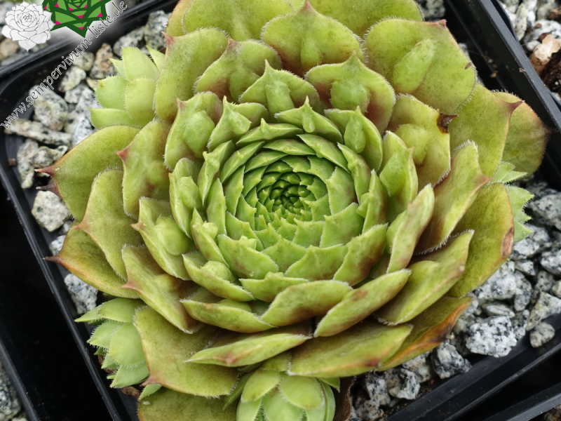 Amenophis III (NNG25)