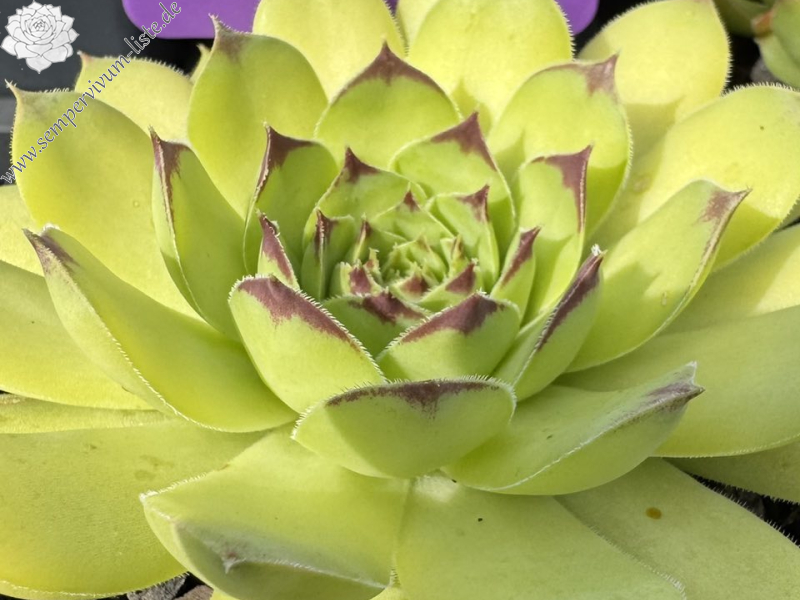 Bayern Ozzy Green Men (Netzfund25) Herzog