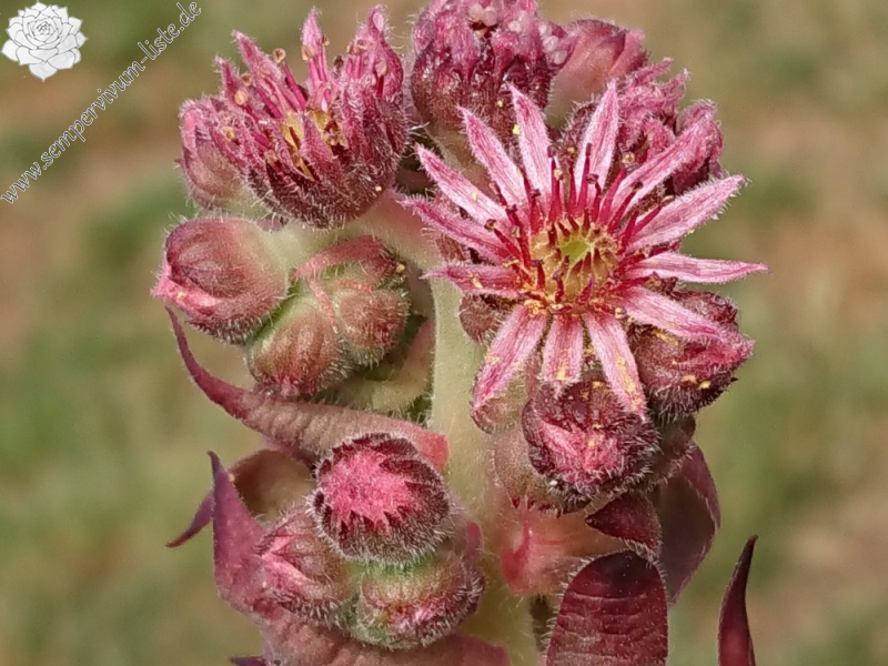 Chocolate covered Cherries