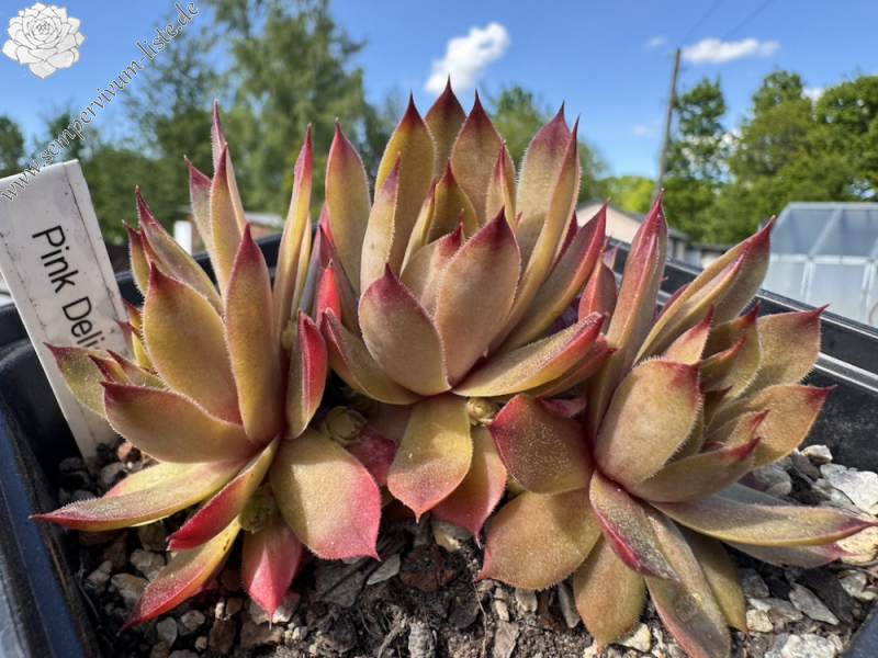  Pink Delight