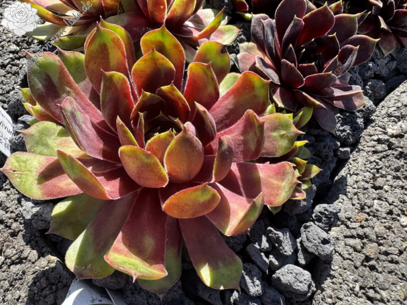 Supersemps® Emerald (NNG25)