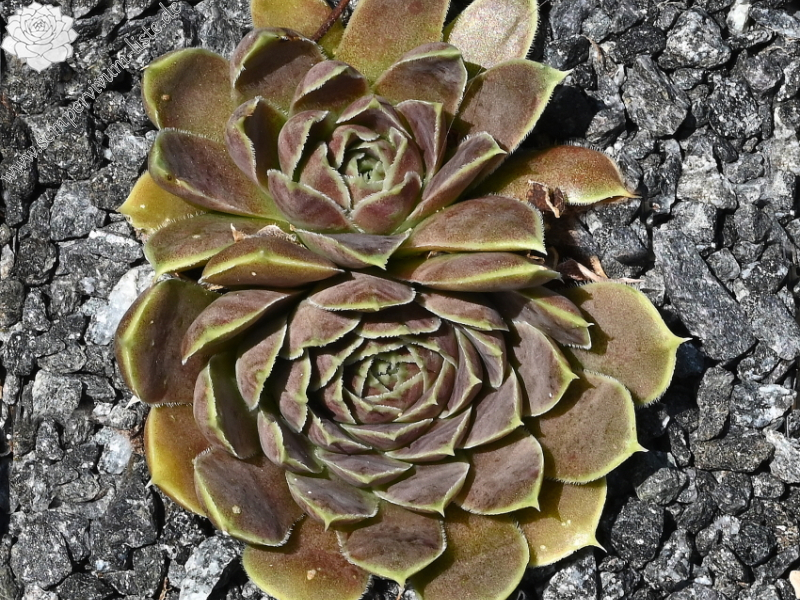 Glauca / Jovi
