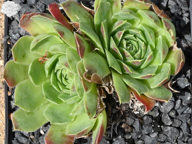 Golden Suzanna / Jovi