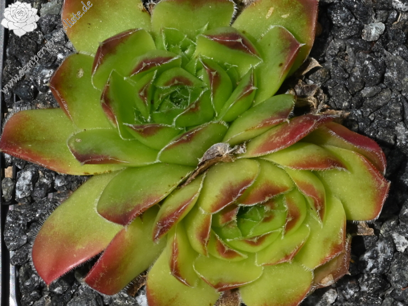 Korspelse Civiline / Jovi