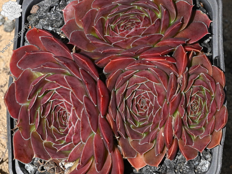 Korspelse Jorinde / Jovi