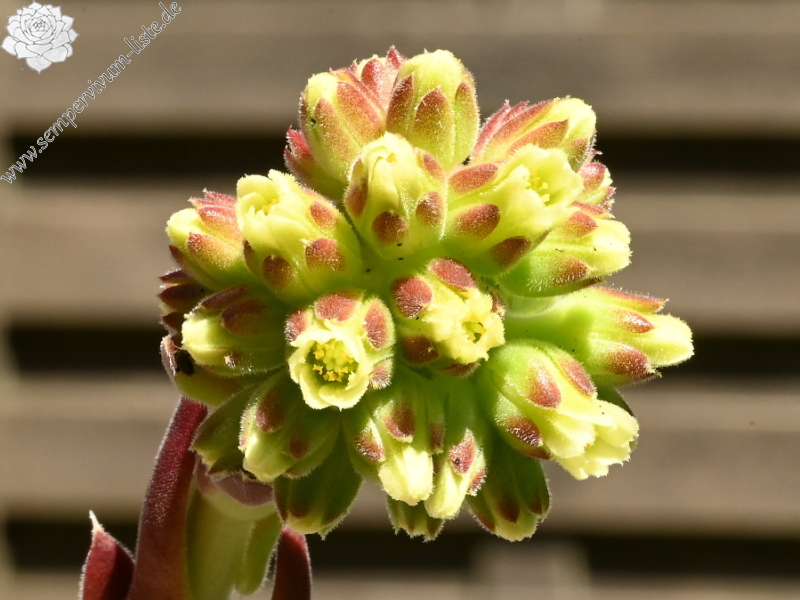 Korspelse Riwanon / Jovi