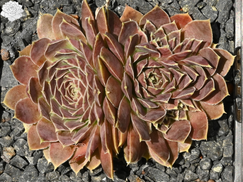 Korspelse Swetlana / Jovi