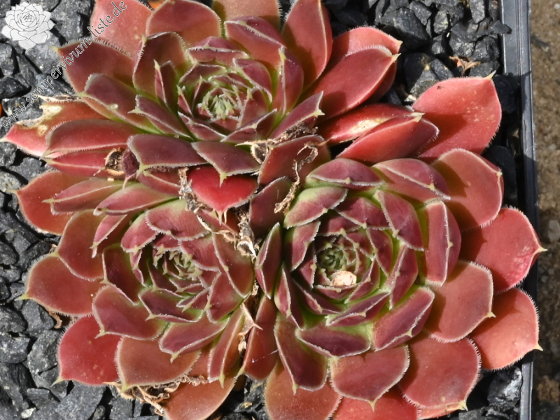 Korspelse Zegline / Jovi