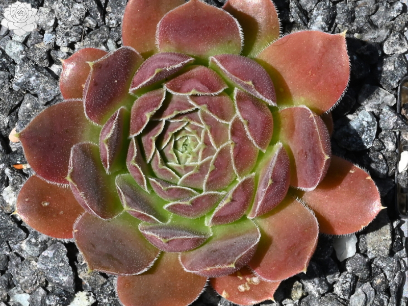 Mission Bells / Jovi