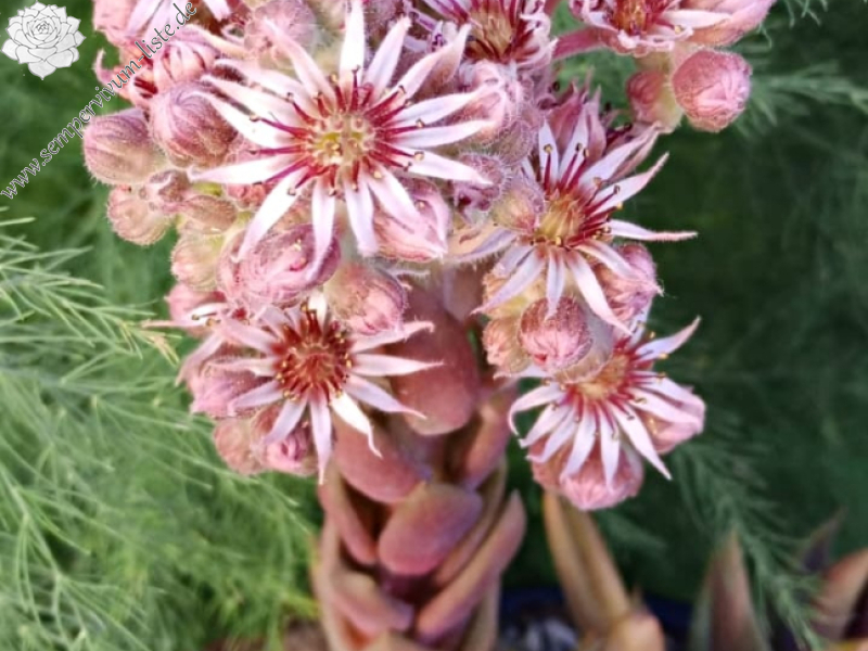 Fanfan la Tulipe (NG)