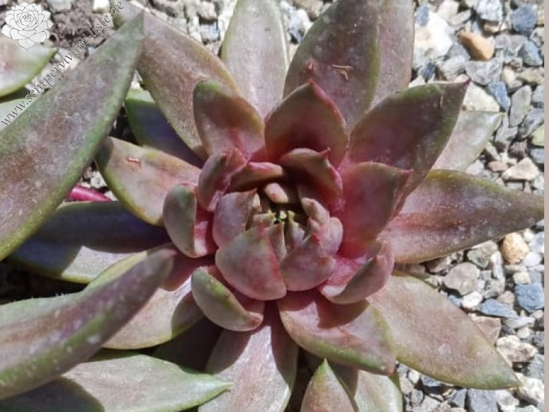 Fanfan la Tulipe (NG)